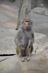 Wild Hamadryas baboon, zoo of Frankfurt (Germany)