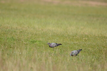Pigeon is on a grass