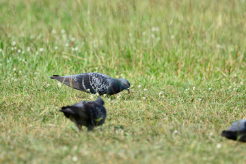 Pigeon is on a grass