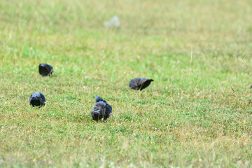 Pigeon is on a grass