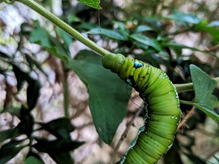 Caterpillar on a leaf