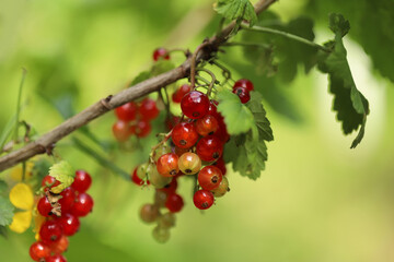 Red currant on a branch