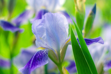 flowering  irises, flowers violet irises close-up © Oleg