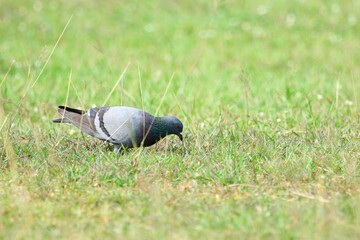 Pigeon is on a grass