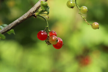 Red currant on a branch