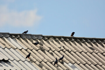 Pigeon is on a roof