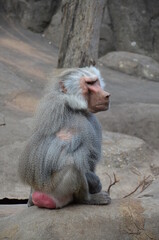 Wild Hamadryas baboon, zoo of Frankfurt (Germany)