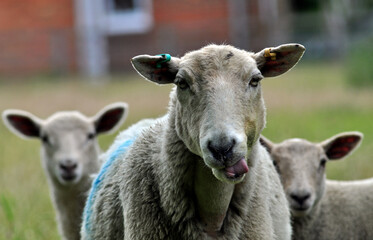 Fototapeta premium English Sheep