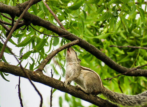 Images for Squirrel climbing up the branch of tree.