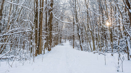 Winter landscape with snow-covered alley in the park