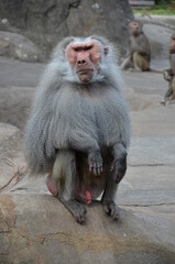 Wild Hamadryas baboon, zoo of Frankfurt (Germany)