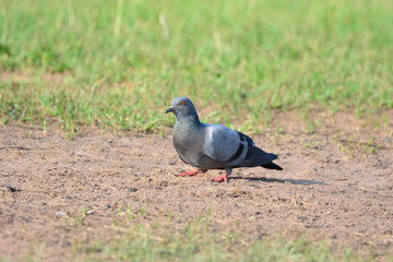 Pigeon is on a grass
