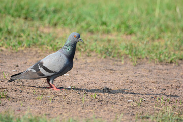 Fototapeta premium Pigeon is on a grass