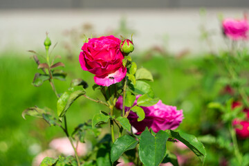Blooming roses in the park on a natural background