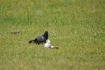 Pigeon is on a grass