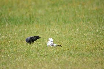 Pigeon is on a grass