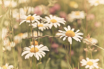Nature background with wild flowers camomiles. Soft focus. Close up.