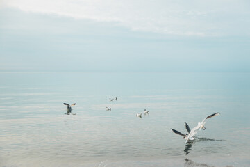 Seagull birds at the coast of Baltic sea in Poland