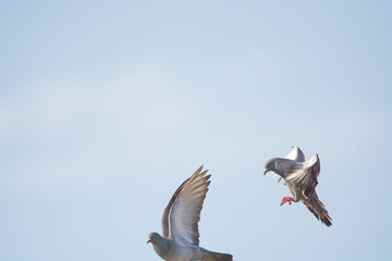 Pigeon is flying