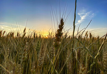 Sunset and wheat spike
