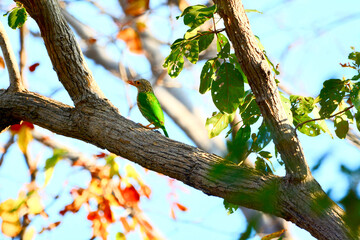 Lineated Barbet is on a tree branch