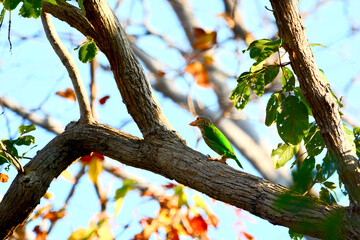Fototapeta na wymiar Lineated Barbet is on a tree branch