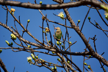 Lineated Barbet is on a tree branch