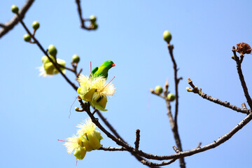 Vernal Hanging Parrot is on a tree branch