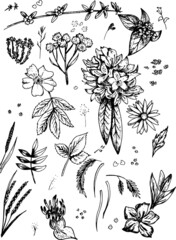 Flowers and Leaves Ink Vector Hand Drawn