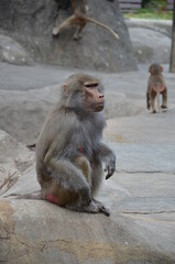 Fototapeta premium Wild Hamadryas baboon, zoo of Frankfurt (Germany)