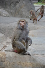 Wild Hamadryas baboon, zoo of Frankfurt (Germany)