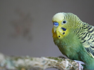 yellow and green parrot