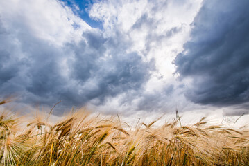 Fototapeta na wymiar Harvest, wheat ready to harvest, during a very stormy sky