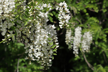 fiori bianchi, white flowers