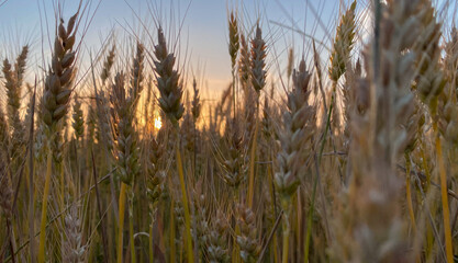Sunset and wheat spike