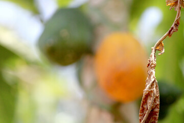 Under view of papaya tree. Papaya fruit