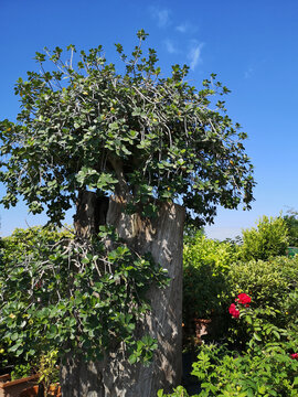 ficus panda