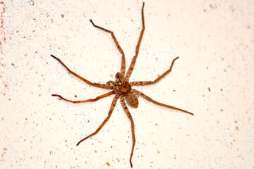 Close up view of a spider at the house.