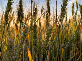 Sun and wheat spike