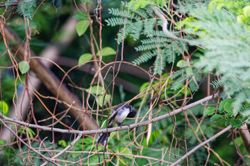 fantails is on a branch