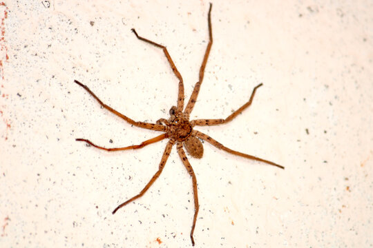 Loxosceles Bilder Durchsuchen 1,731 Archivfotos, und