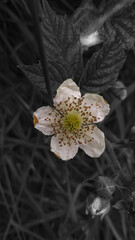 Black and white picture of an wild blackberry flower on a green background.