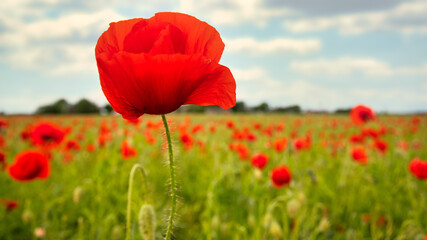 poppy field in the summer