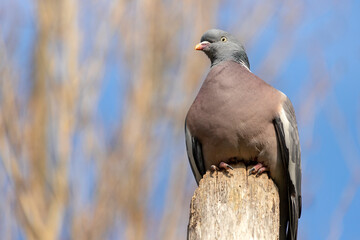 A Common Wood Pigeon sits perched on top of the remains of a dead tree trunk, which provides it with a good vantage point to overlook the terrain, during a warm sunny spring afternoon in England.