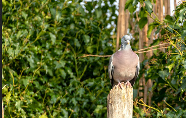A Common Wood Pigeon sits perched on top of the remains of a dead tree trunk, which provides it with a good vantage point to overlook the terrain, during a warm sunny spring afternoon in England.