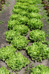 Vegetable garden with rows of fresh Fresh endive lettuce ready for harvest