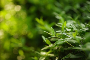 Young green leaves grow in a sunny summer garden.