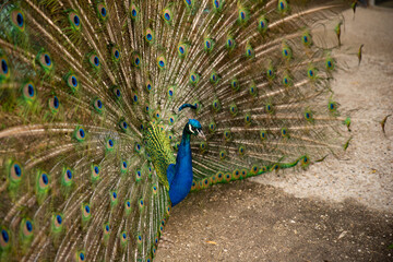 Obraz premium Un peau paon