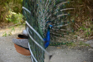 Un beau paon avec ses plumes