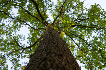 Un arbre vue de haut